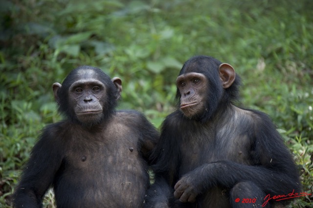 045 LEKEDI 4 Jeunes Chimpanzes 9E5MK2IMG_56133wtmk.jpg