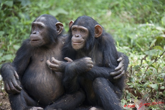 046 LEKEDI 4 Jeunes Chimpanzes 9E5MK2IMG_56134wtmk.jpg