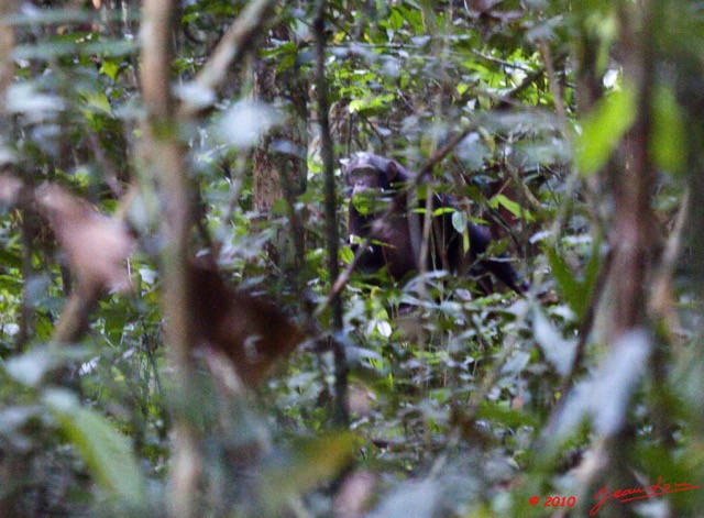 050 LETILI la Foret Chimpanze Femelle au Sol 10E5K2IMG_57794awtmk.jpg