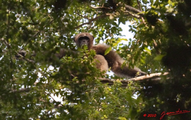 056 LETILI la Foret Chimpanze Male Dominant sur un Arbre 10E5K2IMG_57796wtmk.jpg