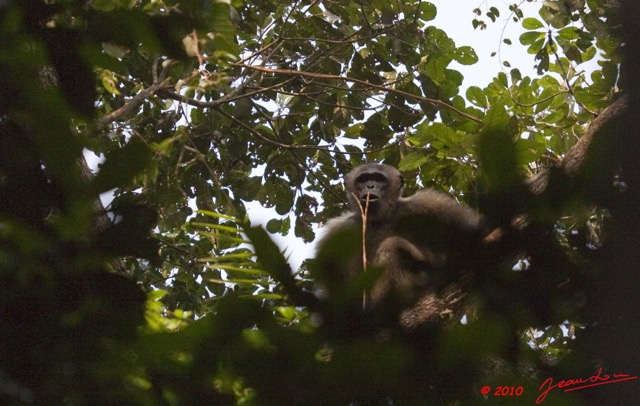 059 LETILI la Foret Chimpanze Male Dominant sur un Arbre 10E5K2IMG_57803awtmk.jpg