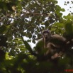 059 LETILI la Foret Chimpanze Male Dominant sur un Arbre 10E5K2IMG_57803awtmk.jpg