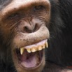 061 LEKEDI 7 Chimpanze Pan troglodytes 12E5K3IMG_90437wtmk.jpg