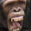 062 LEKEDI 7 Chimpanze Pan troglodytes 12E5K3IMG_90441wtmk.jpg