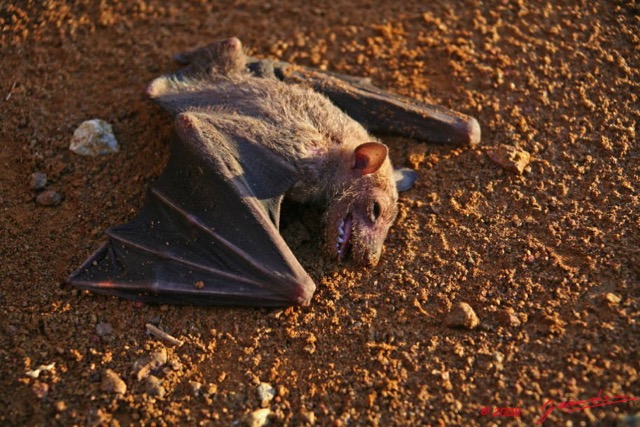 003 Grotte KESSIPOGHOU Nguiringomo Chauve-Souris Morte 8EIMG_18730WTMK.JPG