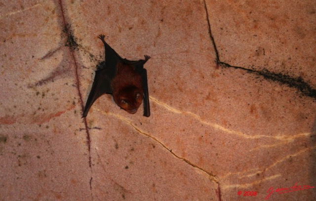 006 KELANGO Grotte Chauve-Souris 8EIMG_20036WTMK.JPG