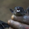 018 Grotte de MBENGA Chauve-Souris Rousettus aegyptiacus 10E5K2IMG_64071wtmk.jpg