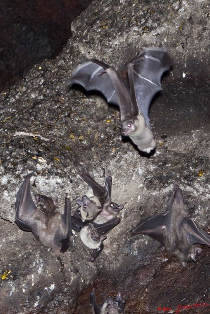 030 Grotte de ZADIE Chauve-Souris Roussette Rousettus aegyptiacus 11E5K2IMG_69757awtmk.jpg