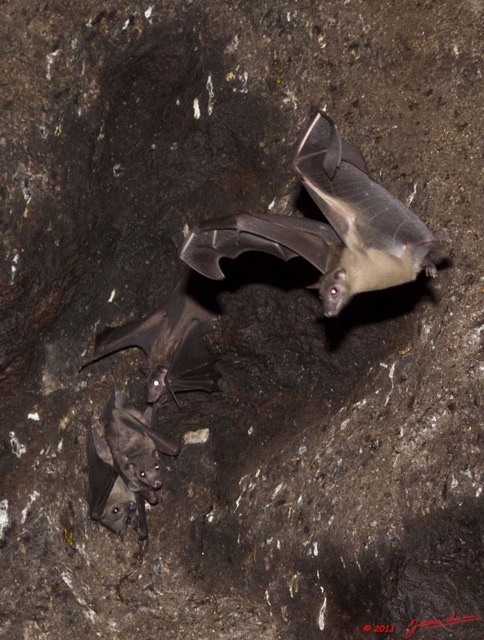 031 Grotte de ZADIE Chauve-Souris Roussette Rousettus aegyptiacus 11E5K2IMG_69759awtmk.jpg