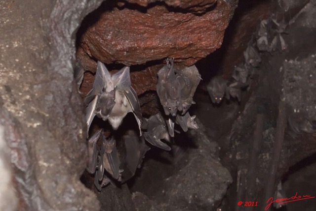 032 Grotte de ZADIE Chauve-Souris Roussette Rousettus aegyptiacus Femelle avec Petit 11E5K2IMG_69763wtmk.jpg