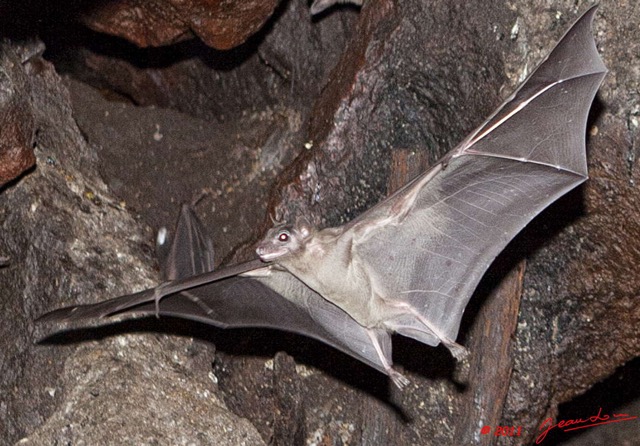 033 Grotte de ZADIE Chauve-Souris Roussette Rousettus aegyptiacus en Vol 11E5K2IMG_69764awtmk.jpg