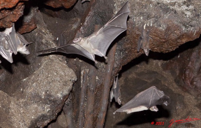 034 Grotte de ZADIE Chauve-Souris Roussette Rousettus aegyptiacus en Vol 11E5K2IMG_69764bwtmk.jpg