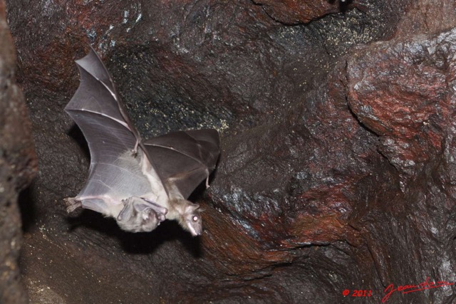 035 Grotte de ZADIE Chauve-Souris Roussette Rousettus aegyptiacus Femelle en Vol avec son Petit 11E5K2IMG_69766awtmk.jpg