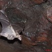 035 Grotte de ZADIE Chauve-Souris Roussette Rousettus aegyptiacus Femelle en Vol avec son Petit 11E5K2IMG_69766awtmk.jpg