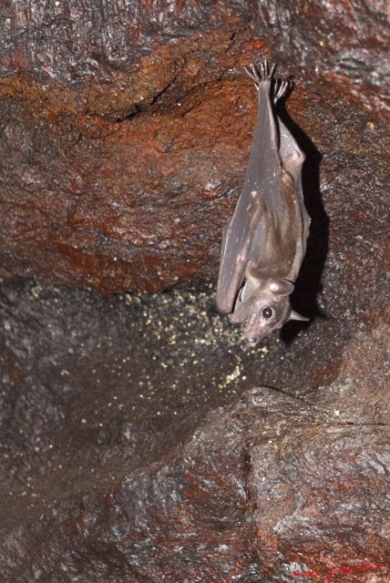 036 Grotte de ZADIE Chauve-Souris Roussette Rousettus aegyptiacus au Plafond 11E5K2IMG_69767awtmk.jpg