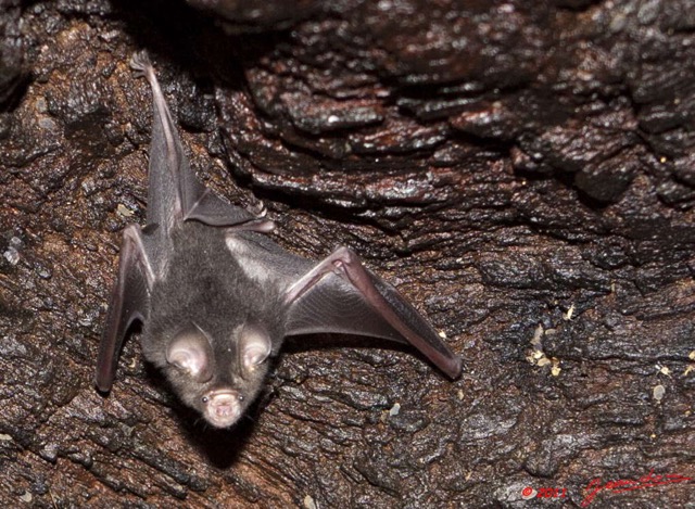 037 Grotte de ZADIE Chauve-Souris Hypocideros caffer 11E5K2IMG_69785awtmk.jpg