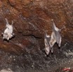 038 Grotte de ZADIE Cavite avec Chauve-Souris Rousettus aegyptiacus 11E5K2IMG_69812wtmk.jpg