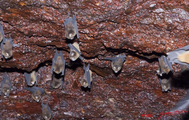 059 Grotte du FAUCON Paroi et Chauves-Souris Hypocideros caffer 11E5K2IMG_70427awtmk.jpg