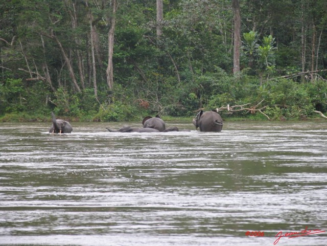 001 KESSALA Elephants IMG_2219WTMK.JPG