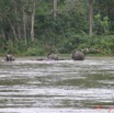 001 KESSALA Elephants IMG_2219WTMK.JPG