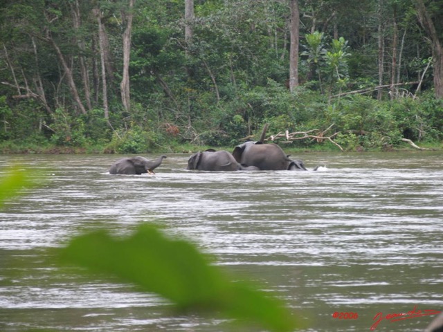 002 KESSALA Elephants IMG_2223WTMK.JPG