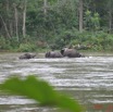 002 KESSALA Elephants IMG_2223WTMK.JPG