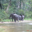 003 KESSALA Elephants IMG_2232WTMK.JPG