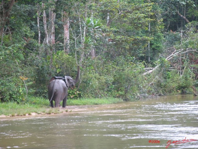 004 KESSALA Elephants IMG_2234WTMK.JPG