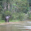 004 KESSALA Elephants IMG_2234WTMK.JPG