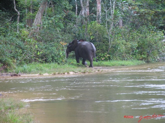 005 KESSALA Elephants IMG_2235WTMK.JPG