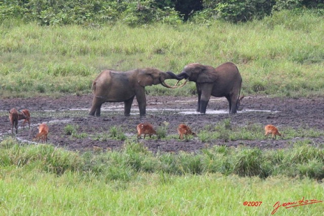 006 LANGOUE Bai Elephants Joute Amicale 7IMG_8012wtmk.JPG