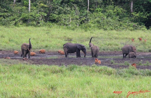 008 LANGOUE Bai Elephants a la Mare 7IMG_7917wtmk.JPG