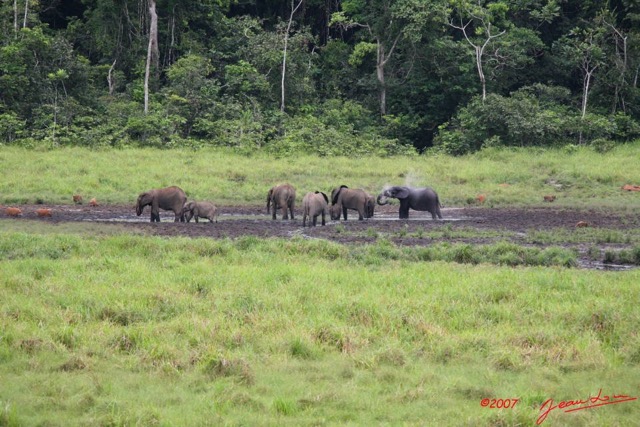 009 LANGOUE Bai Elephants a la Mare 7IMG_7951WTMK.JPG