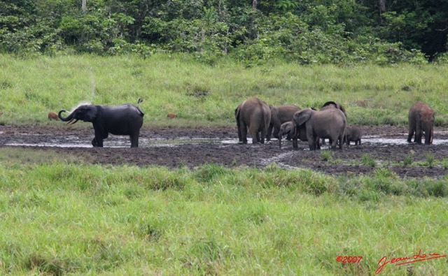 010 LANGOUE Bai Elephants a la Mare 7IMG_7956wtmk.JPG