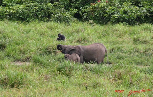 011 LANGOUE Bai Elephants et Gorille 7IMG_7921wtmk.JPG