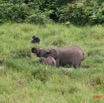 011 LANGOUE Bai Elephants et Gorille 7IMG_7921wtmk.JPG