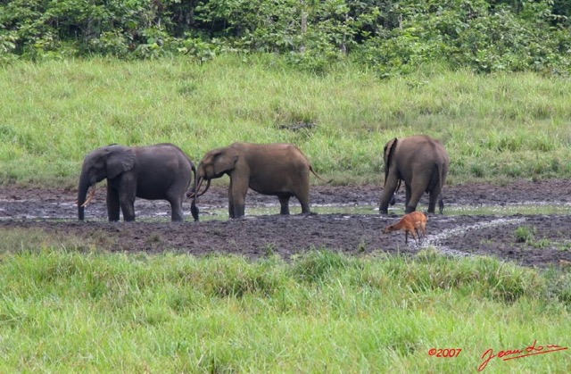 012 LANGOUE Bai Elephants et Sitatunga Femelle 7IMG_8001wtmk.JPG