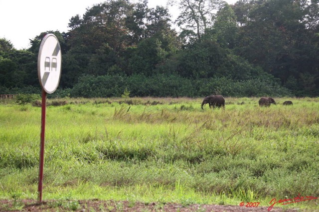 014 GAMBA Elephants a Yenzi E7IMG_0384WTMK.JPG