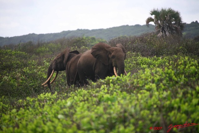 015 SETTE-CAMA Elephant sur la Plage E7IMG_0560WTMK.JPG