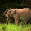 020 KESSALA Elephant Solitaire a 8EIMG_25755wtmk.jpg