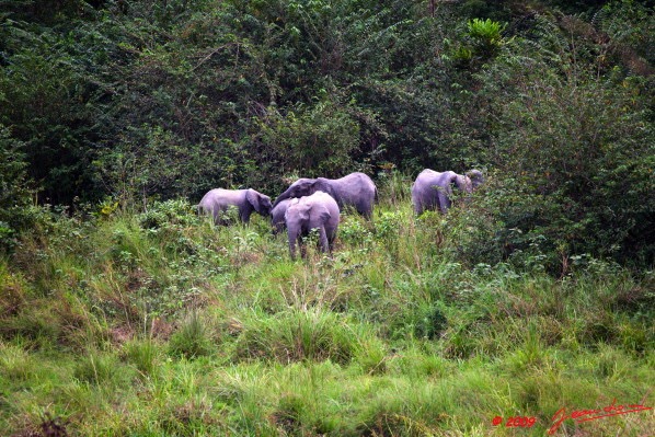 032 La LOPE Famille Elephants 9E5K2IMG_52212wtmk.jpg