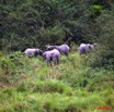 032 La LOPE Famille Elephants 9E5K2IMG_52212wtmk.jpg