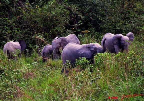 033 La LOPE Famille Elephants 9E5K2IMG_52216wtmk.jpg