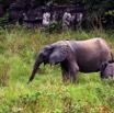 034 La LOPE Famille Elephants 9E5K2IMG_52240wtmk.jpg