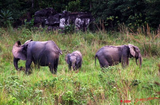 035 La LOPE Famille Elephants 9E5K2IMG_52262wtmk.jpg