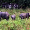 035 La LOPE Famille Elephants 9E5K2IMG_52262wtmk.jpg