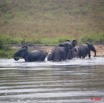 043 MOUPIA 3 Elephant Troupeau Quittant le Bai au Matin 9E5K2IMG_55488wtmk.jpg