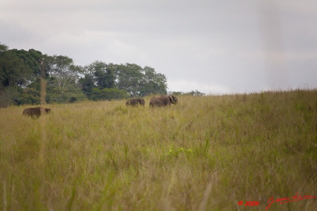 051 MOUPIA 3 Savane avec Elephants 9E5K2IMG_55332wtmk.jpg