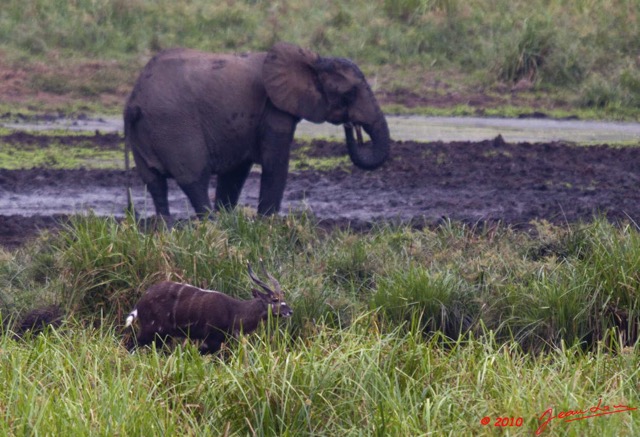 066 LANGOUE 2 Bai Elephants et Sitatunga Male 10E50IMG_32131awtmk.jpg