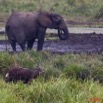 066 LANGOUE 2 Bai Elephants et Sitatunga Male 10E50IMG_32131awtmk.jpg